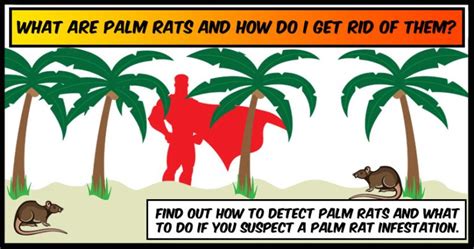 What are Palm Rats and how do I get rid of them | PestMax® Pest Control