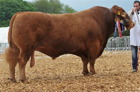 South Devon cattle breeders celebrate at National Show - FarmingUK News