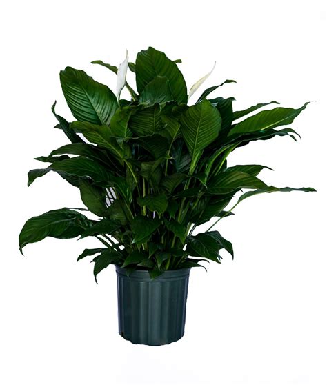 Peace Lily Clean Air Plant Friendship Foliage's Family Farm Quality Live Indoor Spathiphyllum 8 ...