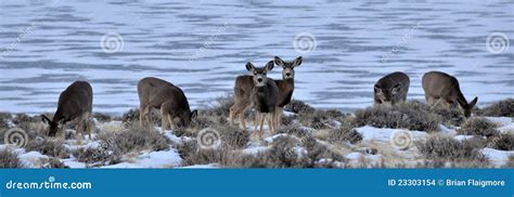 Wyoming Wildlife stock photo. Image of scene, snow, wyoming - 23303154