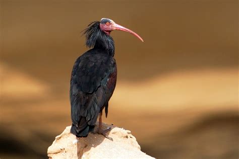 Bald Ibis | Rockjumper Birding Tours