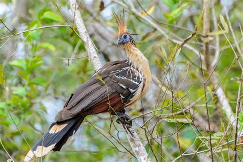 Hoatzin Facts - CRITTERFACTS