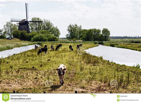 Dutch Landscape stock photo. Image of indigenous, koggenland - 55845500