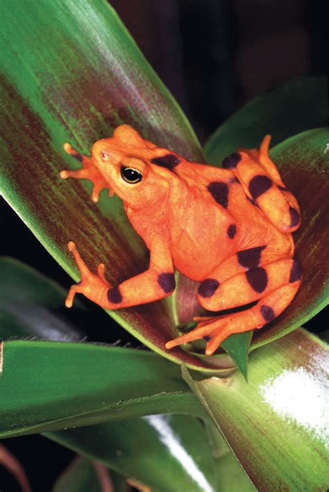 Panamanian Golden Frog - Reptiles Magazine