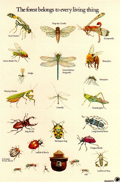 Insect identification poster from the U.S. Forestry Service. Insect activity, Apologia Flying ...