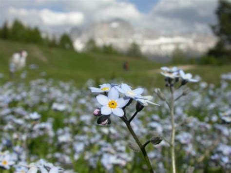 Alpine Tundra Plants List