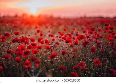 712,019 Poppy Images, Stock Photos, 3D objects, & Vectors | Shutterstock