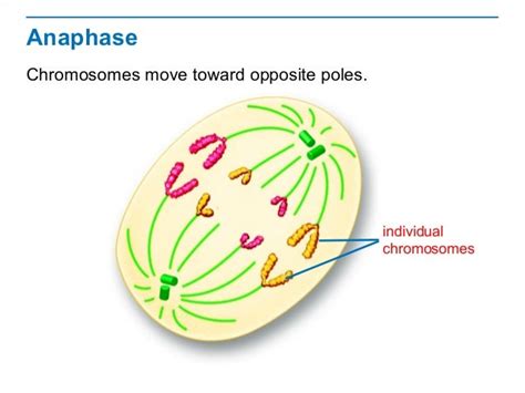 Telophase Labeled Diagram - Wiring Diagram Pictures