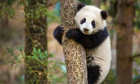 Panda scientific name