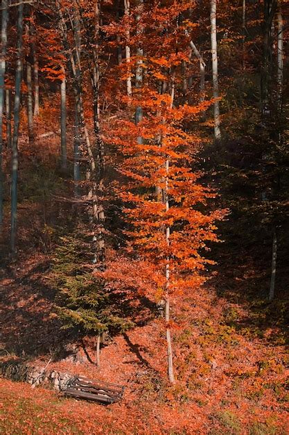 Premium Photo | Autumn forest landscape