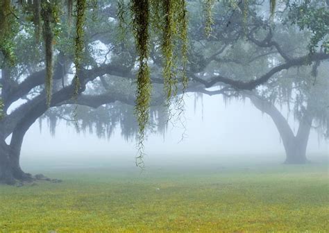 Morning Coastal Fog Photograph by Mark Mitchell - Fine Art America