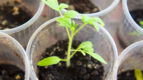 Master Gardeners: Here's how to plant tomato seedlings