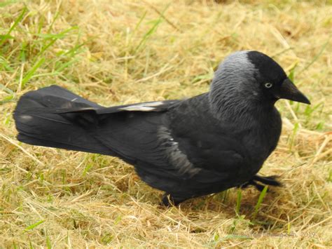 Random Birds of Scotland - Big Year Birding