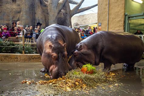 Photos: Zoo celebrates hippo birthday with Halloween treats | LiveWire Calgary