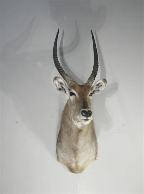 Waterbuck Trophy taxidermy mount for sale. X-166WA – Mounts For Sale