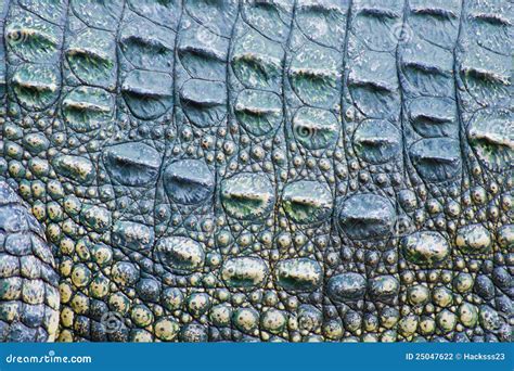 Crocodile Skin Texture Stock Photography - Image: 25047622