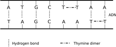 Thymine - Definition and Structure | Biology Dictionary