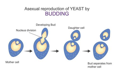 Asexual reproduction of yeast by budding.Diagram shows steps of budding.Microbiology concept ...