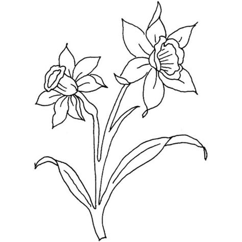 Dibujo de narciso para colorear | Para-Colorear.com