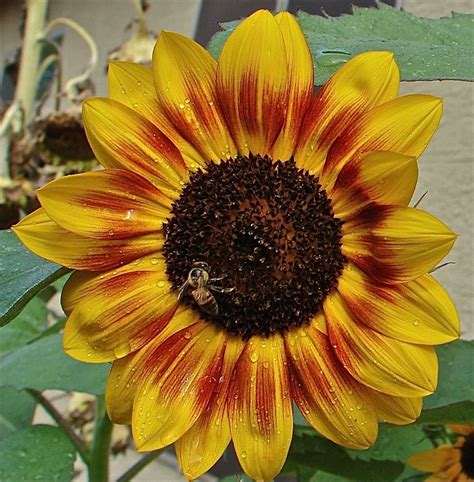 Sunflower Photos | Types of Sunflowers | Live Science