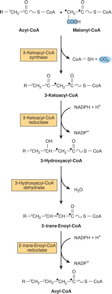 Biosynthesis of Fatty Acids & Eicosanoids | Basicmedical Key