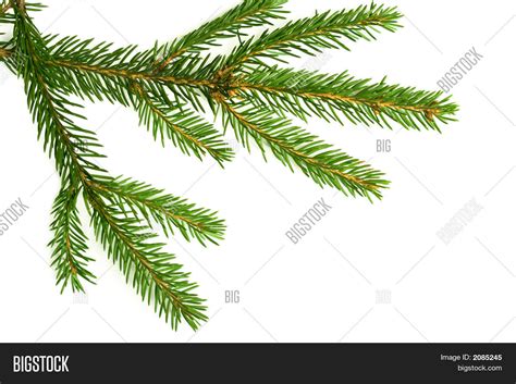 Branch Christmas Tree Image & Photo (Free Trial) | Bigstock