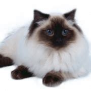 Ragdoll Cat PNG Image | PNG All