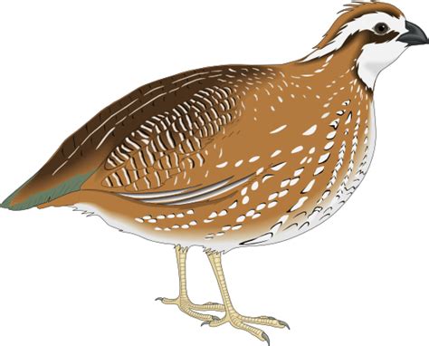 Free Quail Cliparts, Download Free Quail Cliparts png images, Free ...