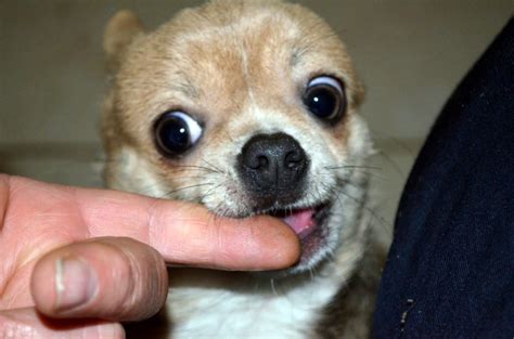 Dog Licking Wound - Good or Bad? [How To Stop Them]