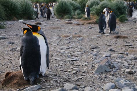 King Penguins on Gold Harbour Stock Image - Image of bird, beauty ...