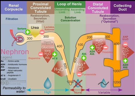 Renal Tubule