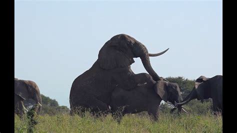 Elephant Sex: Mating season in Tanzania - YouTube