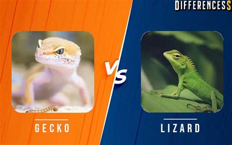 Gecko Vs Lizard Differences And Comparison » Differencess