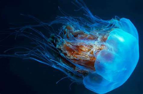100+ Best Jelly Fish Names -The Ultimate List - FishLab