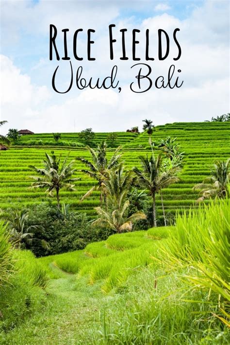 Guide to Ubud Rice Fields [and Around]- the Famous Rice Terraces in ...