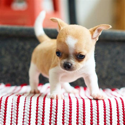 Chihuahua apple head | Apple head chihuahua, Chihuahua puppies ...