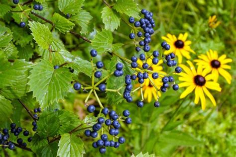 Viburnum dentatum (Arrowwood Viburnum)