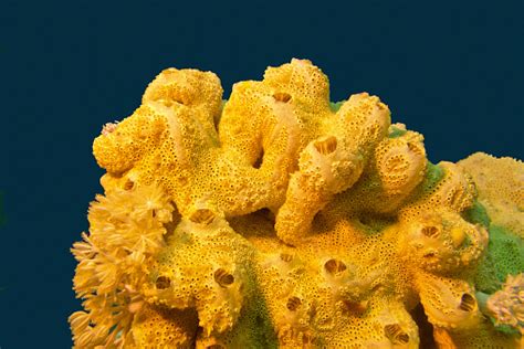 Coral Reef With Great Yellow Sea Sponge In Tropical Sea Stock Photo - Download Image Now - iStock