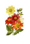 Asters Painted Art Clipart Free Stock Photo - Public Domain Pictures