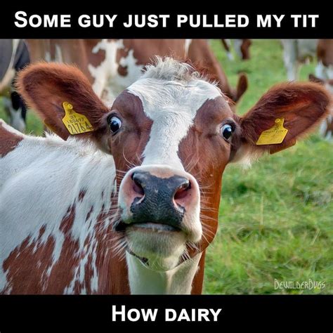 Pin by Melodie Szakats on Smile,Laugh,Roll your Eyes :) | Cows funny ...