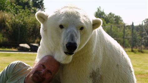 Man cuddles polar bear - Animal Odd Couples: Episode 2 Preview - BBC ...