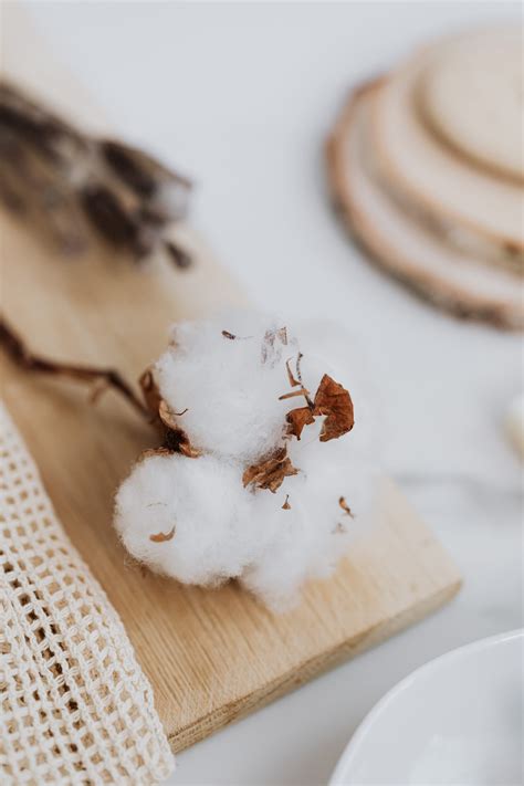 Cotton Flower Photos, Download The BEST Free Cotton Flower Stock Photos & HD Images