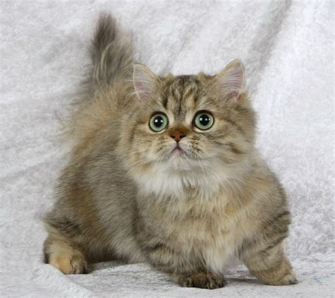 The Napoleon cat is a breed developed from a deliberate cross between ...