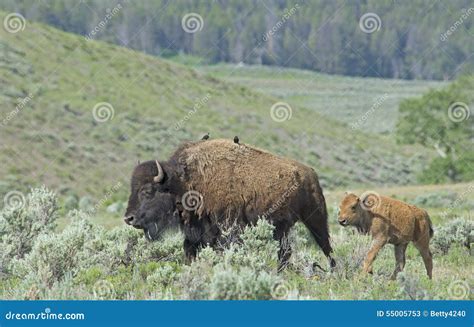 Baby Bison Trailing Behind Mom In Yellowstone National Park. Stock ...