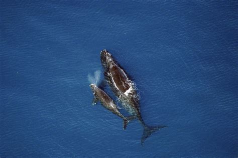 Right whale sightings dwindle this season | Marine Connection