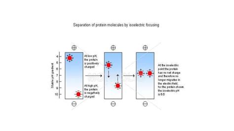 Isoelectric focusing electrophoresis- Principle , procedure and ...