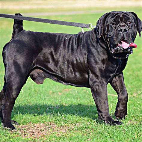 Barbarians/GOTTIXROSS Bagheera - Exotics Boerboel Breeders | Puppies For Sale