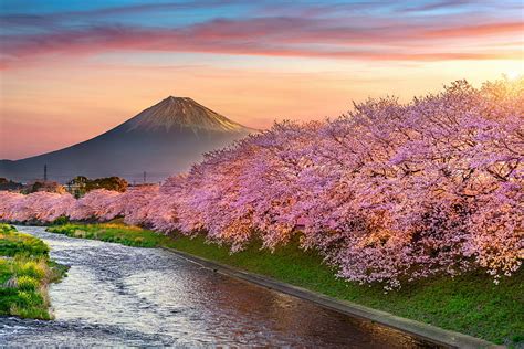 Cherry blossom, Mountain fuji, Sunrise, Japan, Spring HD wallpaper | Pxfuel