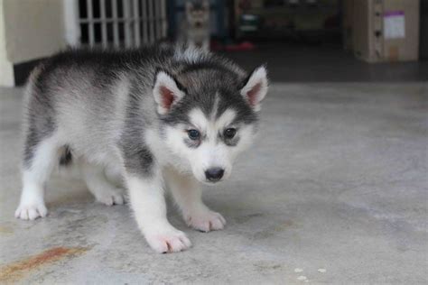 Grey Husky Puppy