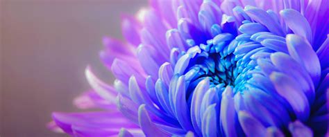 Purple Flower Wallpaper 4K, Chrysanthemum, Closeup, #3351